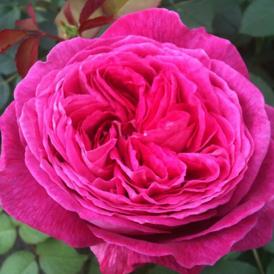 Virágágyi floribunda rózsa - Rózsa - Freifrau Caroline® - online rózsa vásárlás