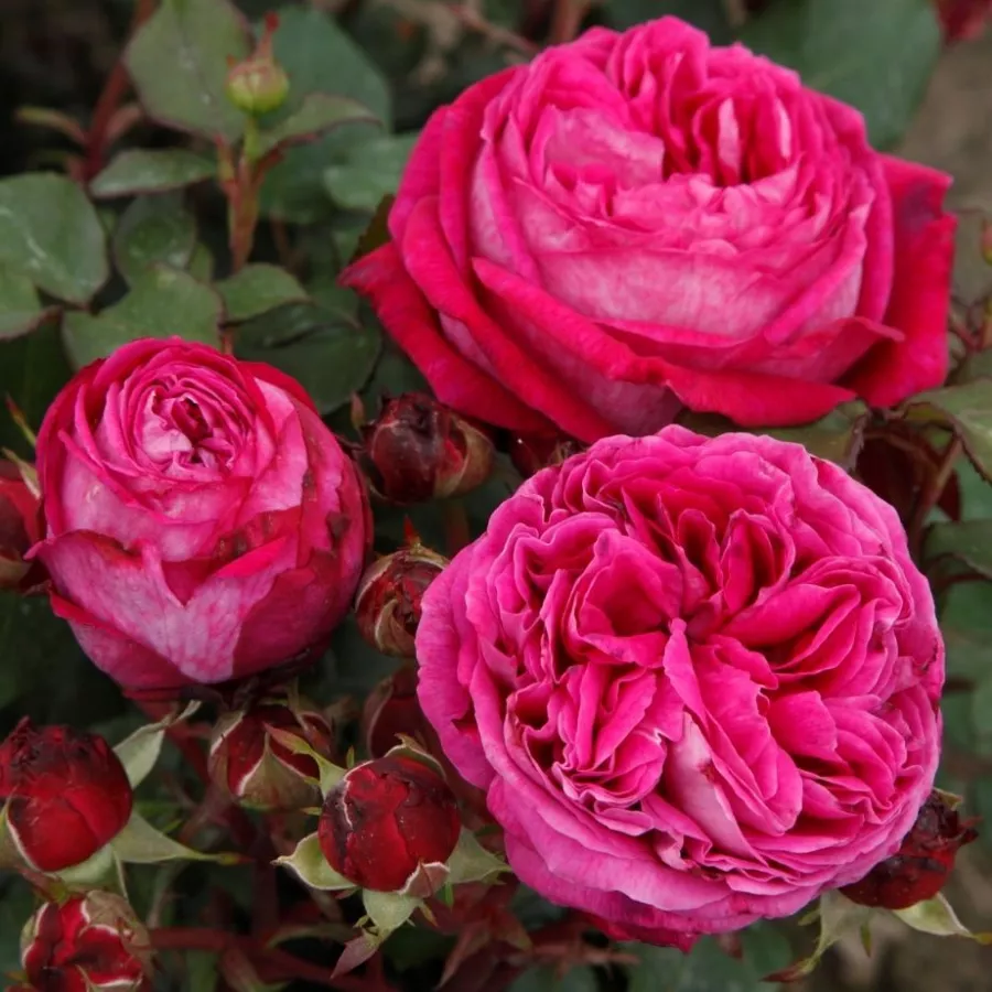 Vrtnica floribunda za cvetlično gredo - Roza - Freifrau Caroline® - vrtnice - proizvodnja in spletna prodaja sadik