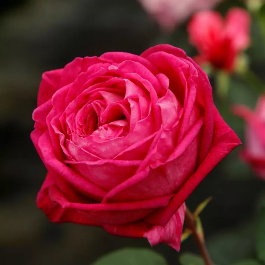 Trandafir cu parfum intens - Trandafiri - Freifrau Caroline® - răsaduri și butași de trandafiri 