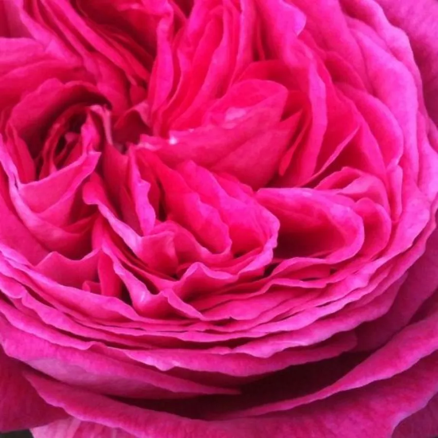 KORbevmahe - Trandafiri - Freifrau Caroline® - răsaduri și butași de trandafiri 