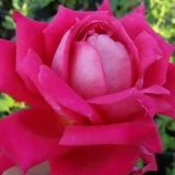Rózsaszín - teahibrid rózsa - Online rózsa vásárlás - Rosa Freiheitsglocke® - intenzív illatú rózsa - kajszibarack aromájú