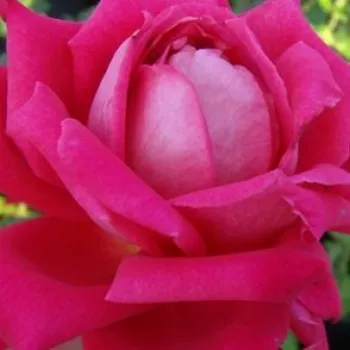 Online rózsa kertészet - rózsaszín - teahibrid rózsa - Freiheitsglocke® - intenzív illatú rózsa - kajszibarack aromájú - (100-120 cm)