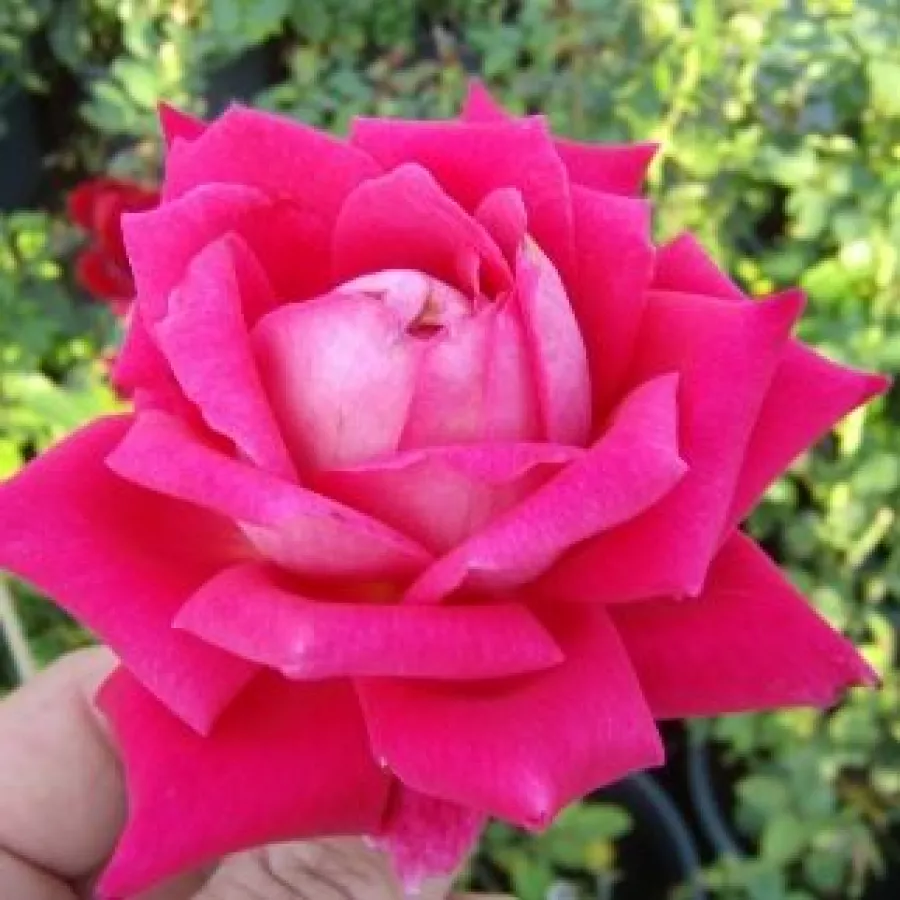 Rosa intensamente profumata - Rosa - Freiheitsglocke® - Produzione e vendita on line di rose da giardino