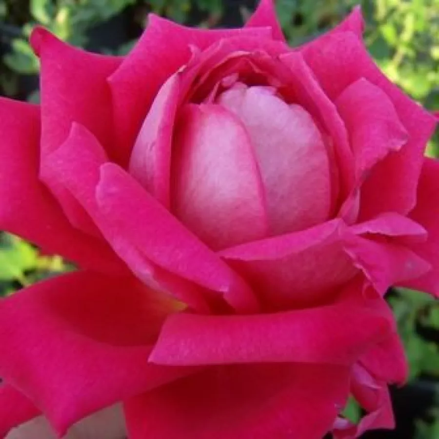 Różowy - Róża - Freiheitsglocke® - 