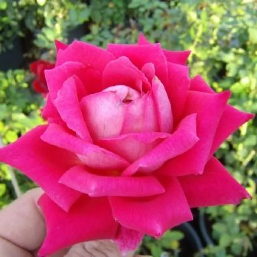 Reimer Kordes - Rosa - Freiheitsglocke® - rosal de pie alto