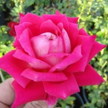Rosa Freiheitsglocke® - roz - trandafiri pomisor - Trandafir copac cu trunchi înalt – cu flori teahibrid