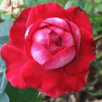 Růžová s bílým okrajem - stromkové růže - Stromkové růže s květmi čajohybridů