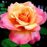 Sárga - rózsaszín - teahibrid rózsa - Online rózsa vásárlás - Rosa Frénésie™ - diszkrét illatú rózsa - alma aromájú