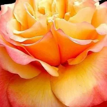 Rózsa rendelés online - sárga - rózsaszín - teahibrid rózsa - Frénésie™ - diszkrét illatú rózsa - alma aromájú - (100-120 cm)