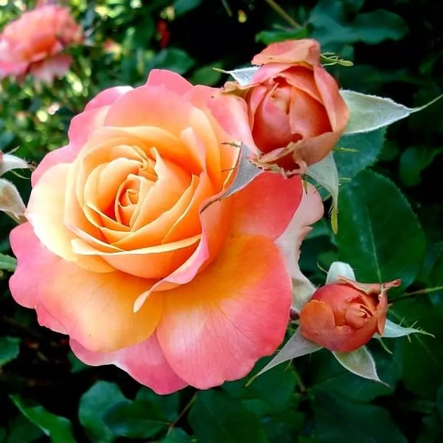 Sárga - rózsaszín - Rózsa - Frénésie™ - Online rózsa rendelés