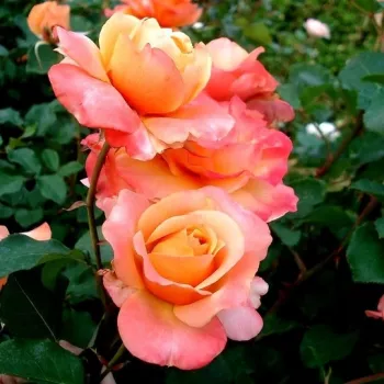 Rosa Frénésie™ - žlutá - růžová - Čajohybridy