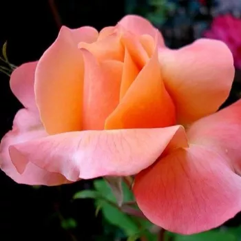Rosa Frénésie™ - amarillo - rosa - Árbol de Rosas Híbrido de Té - rosal de pie alto- forma de corona de tallo recto