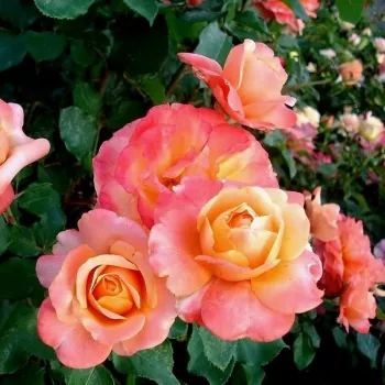 Sárga - rózsaszín árnyalat - teahibrid rózsa - diszkrét illatú rózsa - alma aromájú