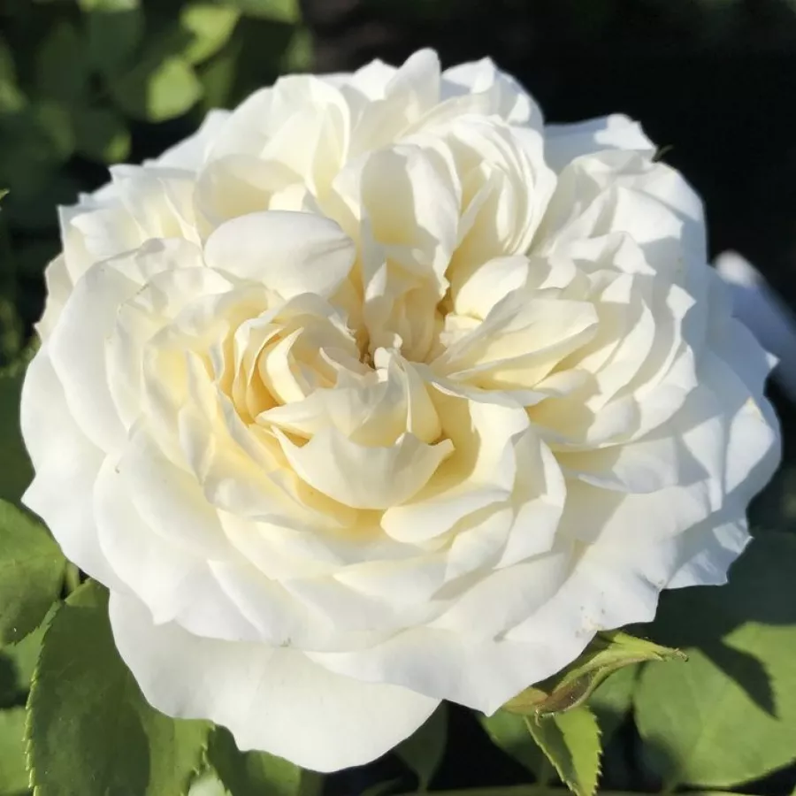 Weiß - Rosen - Ganea - rosen online kaufen