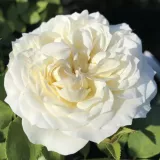 Róża nostalgiczna - róża o dyskretnym zapachu - zapach miodu - sadzonki róż sklep internetowy - online - Rosa Ganea - biały