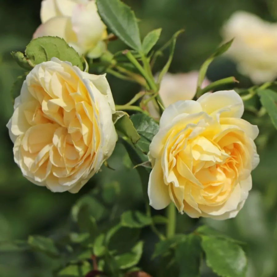 Nostalgična vrtnica - Roza - Ganea - vrtnice - proizvodnja in spletna prodaja sadik