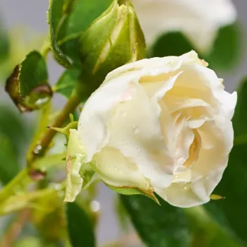 Rosa Ganea - bela - nostalgična vrtnica