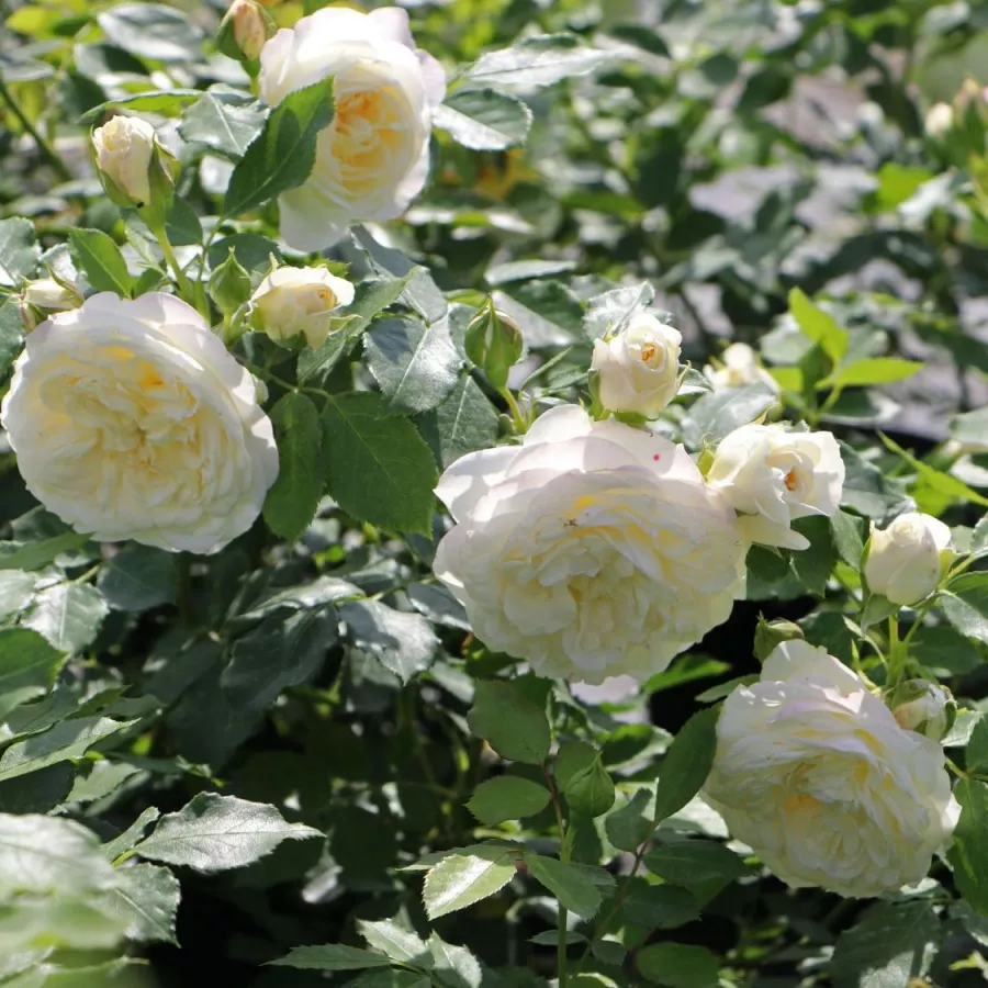 ROMANTIČNE VRTNICE - Roza - Ganea - vrtnice - proizvodnja in spletna prodaja sadik