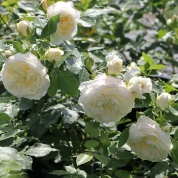 Kremnato bela - nostalgična vrtnica - diskreten vonj vrtnice - aroma meda