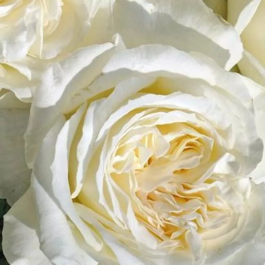 Discovered by - pharmaROSA® - Róża - Ganea - sadzonki róż sklep internetowy - online