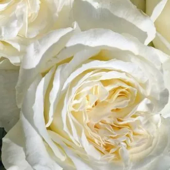 Krzewy róż sprzedam - róża nostalgiczna - róża o dyskretnym zapachu - zapach miodu - Ganea - biały - (120-150 cm)