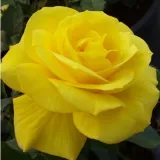 Sárga - virágágyi floribunda rózsa - Online rózsa vásárlás - Rosa Friesia® - diszkrét illatú rózsa - gyöngyvirág aromájú
