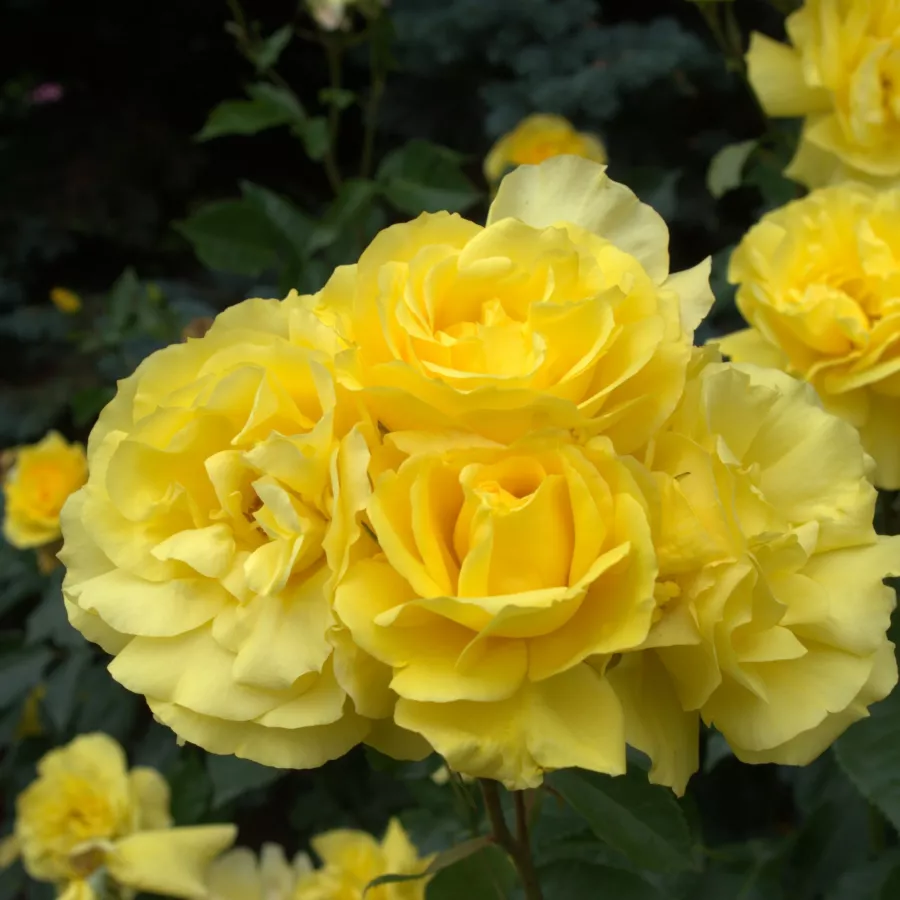 żółty - Róża - Friesia® - Szkółka Róż Rozaria