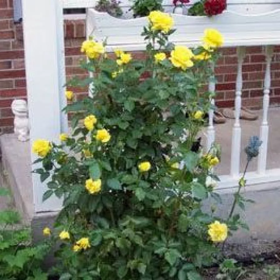 KORresia - Rosa - Friesia® - Produzione e vendita on line di rose da giardino