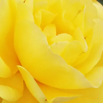 Róże krzewy, sadzonki - róże rabatowe grandiflora - floribunda - żółty - róża z dyskretnym zapachem - Friesia® - (60-90 cm)