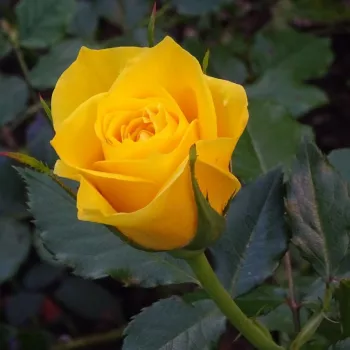 Rosa Friesia® - amarillo - Árbol de Rosas Floribunda - rosal de pie alto- forma de corona tupida