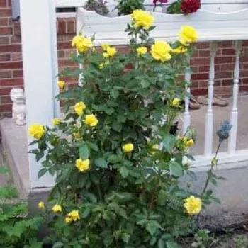 Żółty  - róża pienna - Róże pienne - z kwiatami bukietowymi