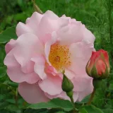 Rózsaszín - történelmi - régi kerti rózsa - Online rózsa vásárlás - Rosa Fritz Nobis® - diszkrét illatú rózsa - eper aromájú