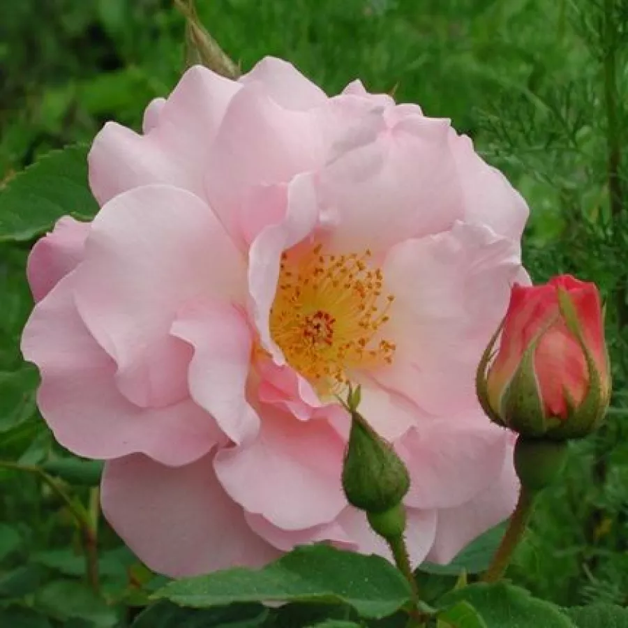 Stare róże ogrodowe - Róża - Fritz Nobis® - Szkółka Róż Rozaria