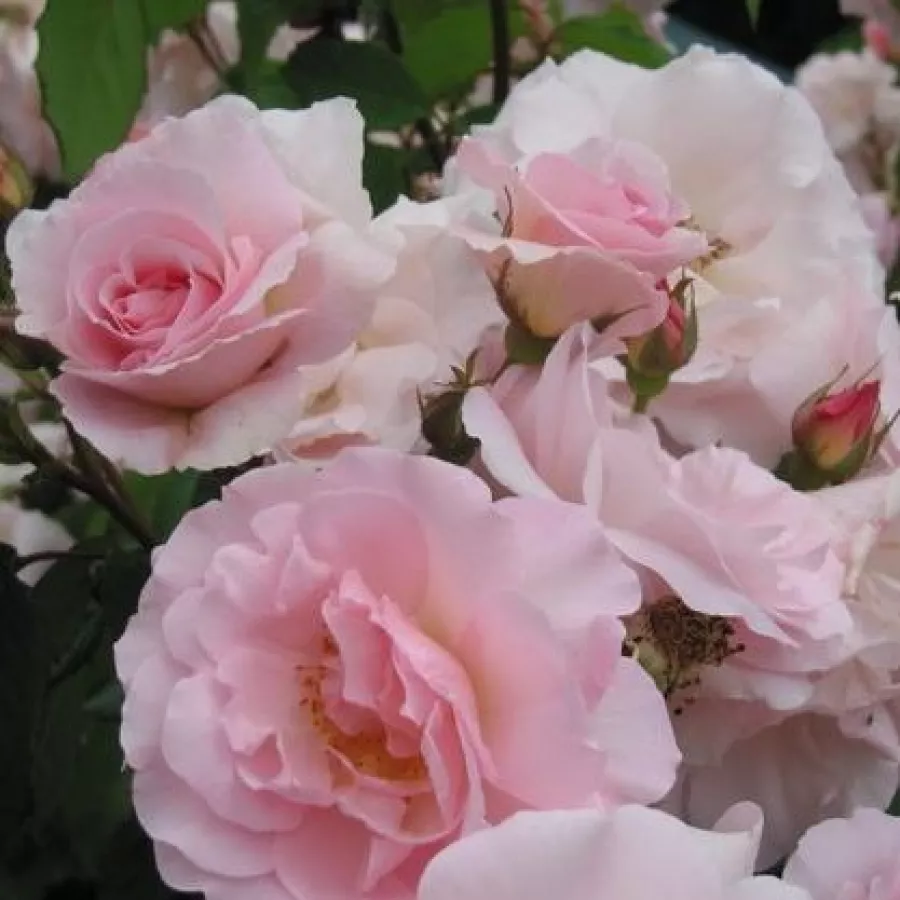 Ružičasta - Ruža - Fritz Nobis® - Narudžba ruža