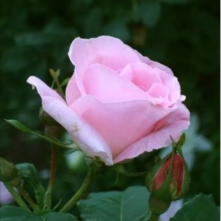 Diskreten vonj vrtnice - Roza - Fritz Nobis® - Na spletni nakup vrtnice