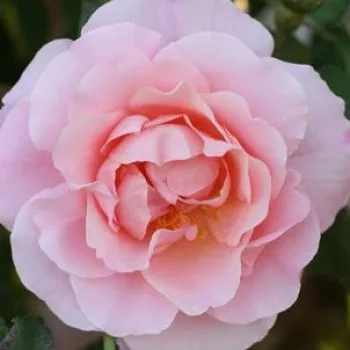 Rosen Gärtnerei - alte rosen - rosa - Rosa Fritz Nobis® - diskret duftend - Wilhelm J.H. Kordes II. - Einmal blühende, blassrosa Floribund-Rose.