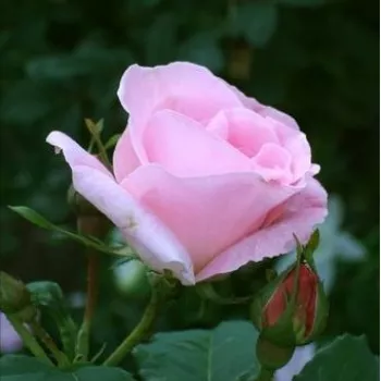 Rosa Fritz Nobis® - roz - trandafiri pomisor - Trandafir copac cu trunchi înalt – cu flori simpli