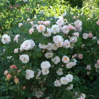 Rózsaszín - történelmi - régi kerti rózsa - diszkrét illatú rózsa - eper aromájú