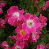 Rózsaszín - rambler, kúszó rózsa - Online rózsa vásárlás - Rosa American Pillar - nem illatos rózsa