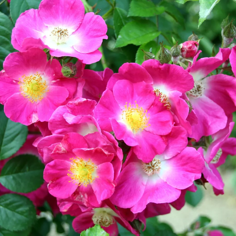 Roz - Trandafiri - American Pillar - Trandafiri online