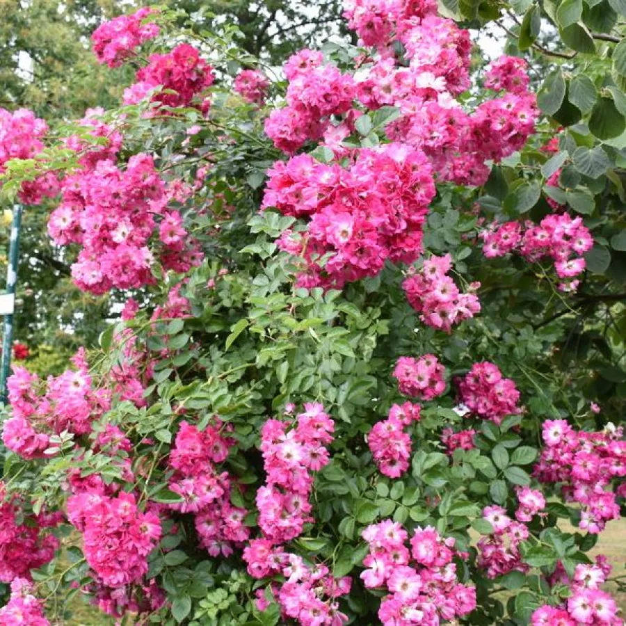 - - Rosa - American Pillar - Produzione e vendita on line di rose da giardino