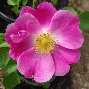 Online rózsa webáruház - rambler, kúszó rózsa - rózsaszín - nem illatos rózsa - American Pillar - (350-700 cm)