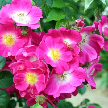 Rosa American Pillar - różowy - róża pienna - Róże pienne - z kwiatami pojedynczymi