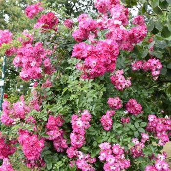 Rosa con el interior blanco - árbol de rosas de flor simple - rosal de pie alto   (120-150 cm)