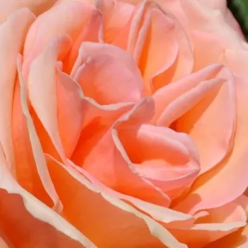 Rózsa kertészet - narancssárga - teahibrid rózsa - Joyfulness - diszkrét illatú rózsa - gyümölcsös aromájú - (120-150 cm)