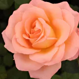 Rose Ibridi di Tea - arancia - rosa del profumo discreto - Rosa Joyfulness - Produzione e vendita on line di rose da giardino