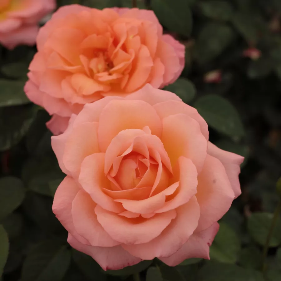 Arancia - Rosa - Joyfulness - Produzione e vendita on line di rose da giardino