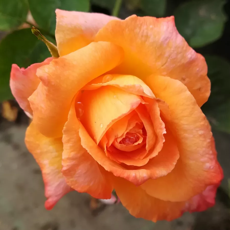 Róża z dyskretnym zapachem - Róża - Joyfulness - Szkółka Róż Rozaria