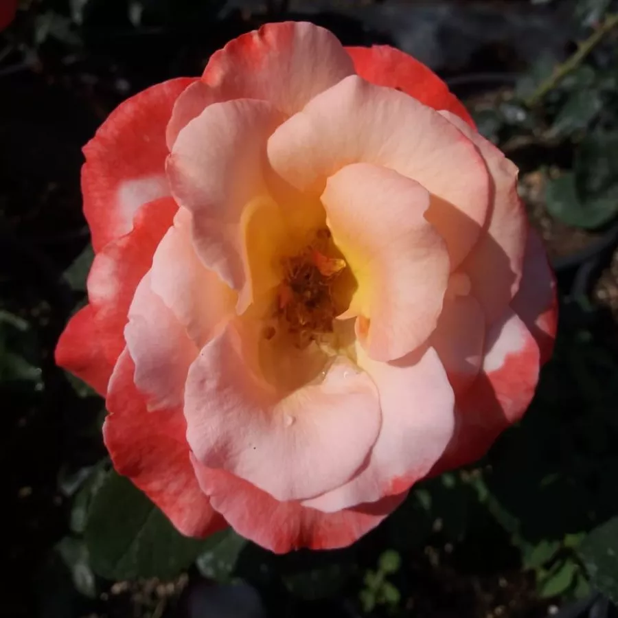Frohsinn - Rosa - Joyfulness - Produzione e vendita on line di rose da giardino
