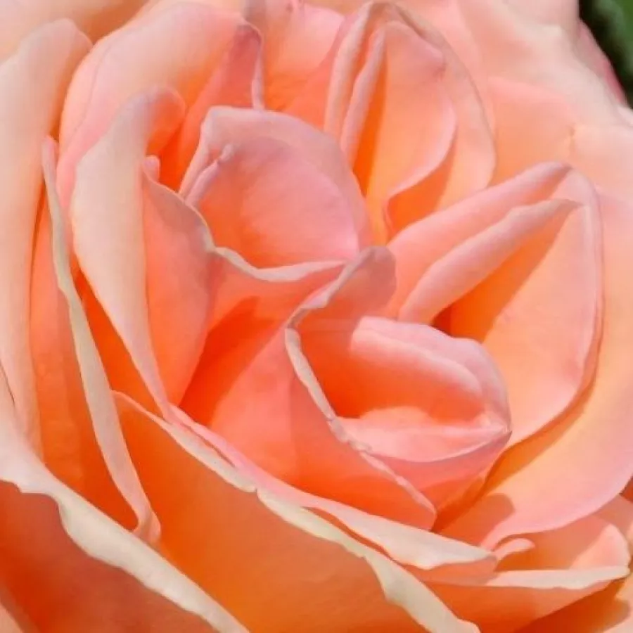 Hybrid Tea - Trandafiri - Joyfulness - Trandafiri online